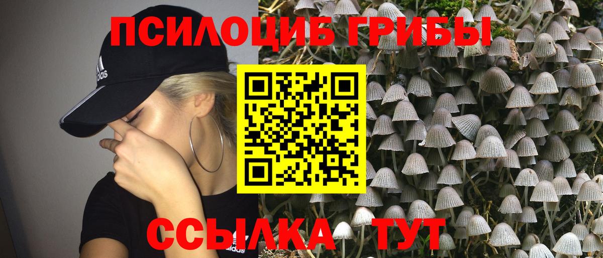 Псилоцибиновые грибы Cubensis  Вход с VPN  Сосновый Бор 